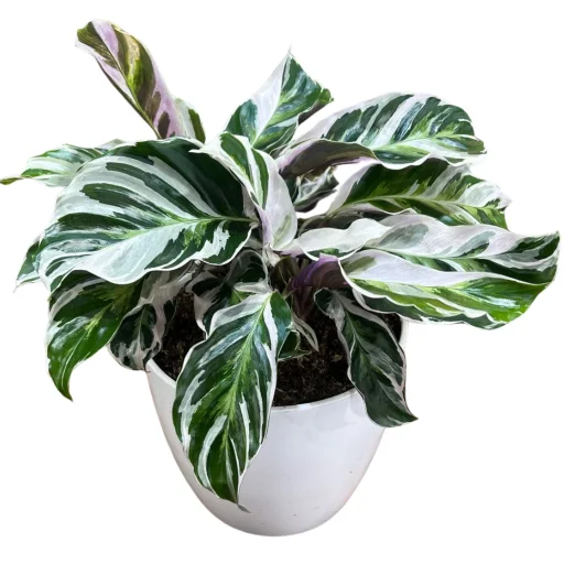 Planta calathea white fussion M14